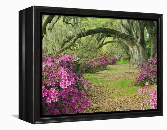 Oak Trees Above Azaleas in Bloom, Magnolia Plantation, Near Charleston, South Carolina, USA-Adam Jones-Framed Premier Image Canvas