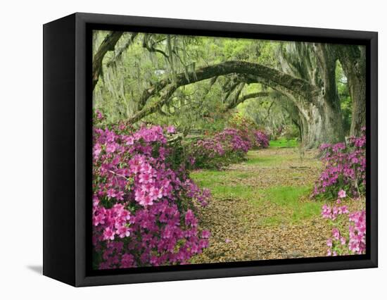 Oak Trees Above Azaleas in Bloom, Magnolia Plantation, Near Charleston, South Carolina, USA-Adam Jones-Framed Premier Image Canvas