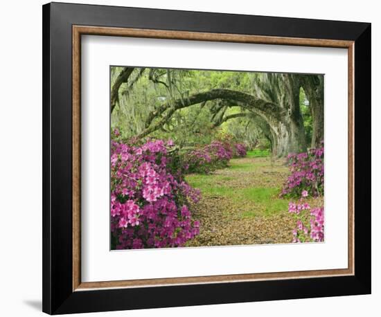 Oak Trees Above Azaleas in Bloom, Magnolia Plantation, Near Charleston, South Carolina, USA-Adam Jones-Framed Photographic Print