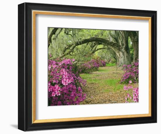 Oak Trees Above Azaleas in Bloom, Magnolia Plantation, Near Charleston, South Carolina, USA-Adam Jones-Framed Photographic Print