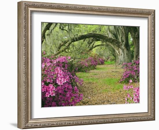 Oak Trees Above Azaleas in Bloom, Magnolia Plantation, Near Charleston, South Carolina, USA-Adam Jones-Framed Photographic Print