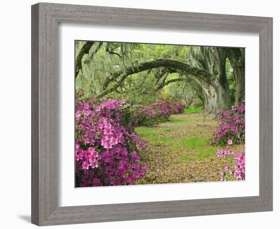 Oak Trees Above Azaleas in Bloom, Magnolia Plantation, Near Charleston, South Carolina, USA-Adam Jones-Framed Photographic Print