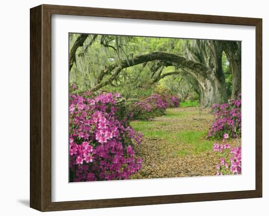 Oak Trees Above Azaleas in Bloom, Magnolia Plantation, Near Charleston, South Carolina, USA-Adam Jones-Framed Photographic Print