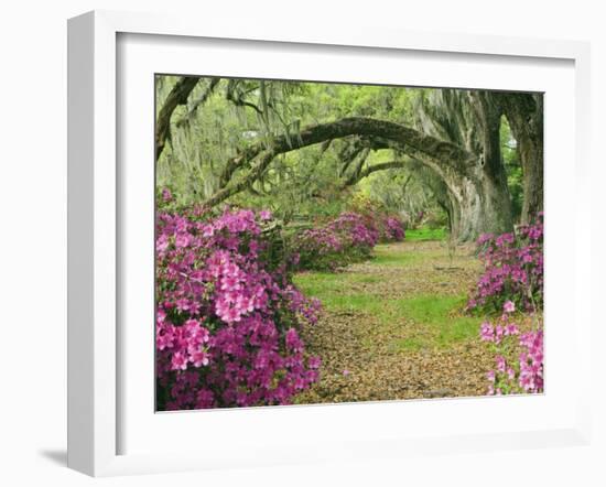 Oak Trees Above Azaleas in Bloom, Magnolia Plantation, Near Charleston, South Carolina, USA-Adam Jones-Framed Photographic Print