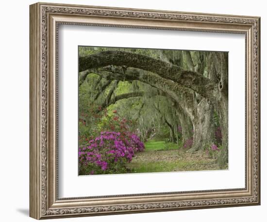 Oak Trees Above Azaleas in Bloom, Magnolia Plantation, Near Charleston, South Carolina, USA-Adam Jones-Framed Photographic Print