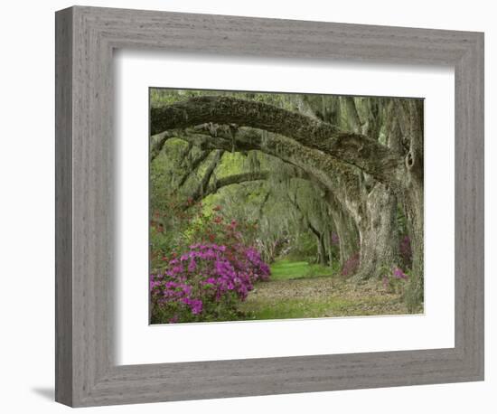 Oak Trees Above Azaleas in Bloom, Magnolia Plantation, Near Charleston, South Carolina, USA-Adam Jones-Framed Photographic Print