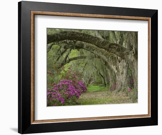 Oak Trees Above Azaleas in Bloom, Magnolia Plantation, Near Charleston, South Carolina, USA-Adam Jones-Framed Photographic Print