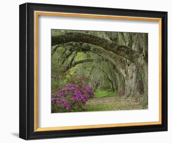 Oak Trees Above Azaleas in Bloom, Magnolia Plantation, Near Charleston, South Carolina, USA-Adam Jones-Framed Photographic Print