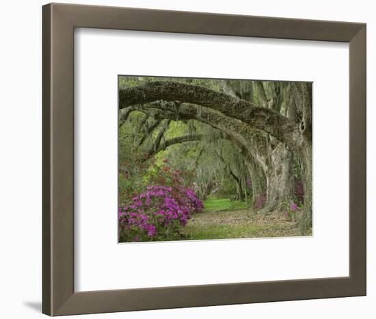 Oak Trees Above Azaleas in Bloom, Magnolia Plantation, Near Charleston, South Carolina, USA-Adam Jones-Framed Photographic Print