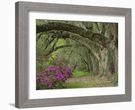 Oak Trees Above Azaleas in Bloom, Magnolia Plantation, Near Charleston, South Carolina, USA-Adam Jones-Framed Photographic Print