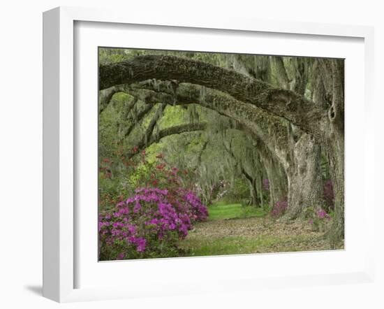 Oak Trees Above Azaleas in Bloom, Magnolia Plantation, Near Charleston, South Carolina, USA-Adam Jones-Framed Photographic Print