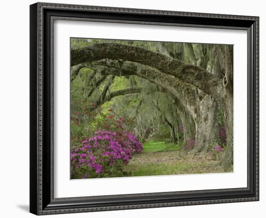 Oak Trees Above Azaleas in Bloom, Magnolia Plantation, Near Charleston, South Carolina, USA-Adam Jones-Framed Photographic Print