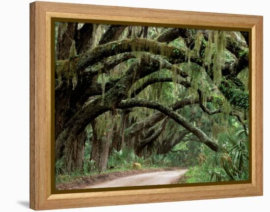 Oak Trees and Spanish Moss, Cumberland, Georgia, USA-Marilyn Parver-Framed Premier Image Canvas