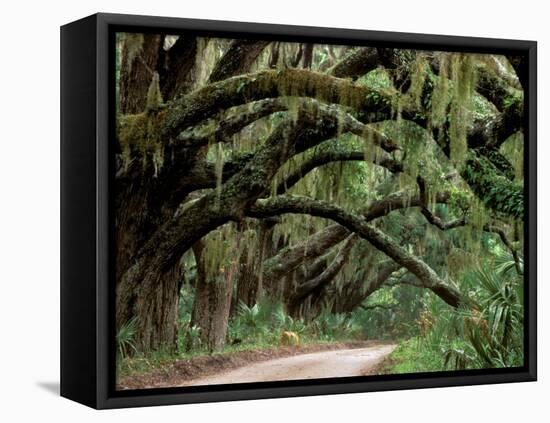 Oak Trees and Spanish Moss, Cumberland, Georgia, USA-Marilyn Parver-Framed Premier Image Canvas