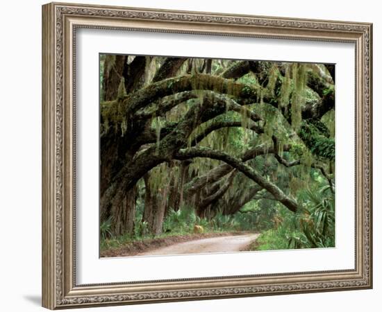 Oak Trees and Spanish Moss, Cumberland, Georgia, USA-Marilyn Parver-Framed Photographic Print