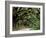 Oak Trees and Spanish Moss, Cumberland, Georgia, USA-Marilyn Parver-Framed Photographic Print