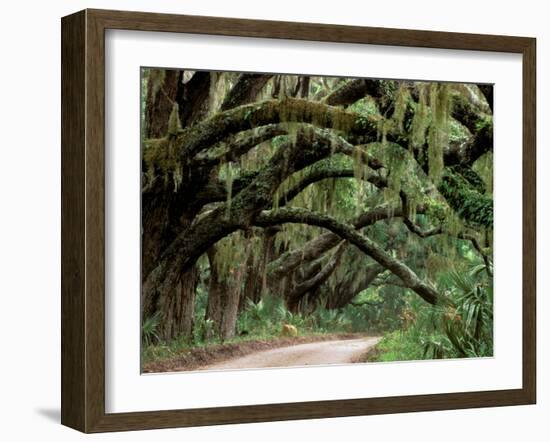 Oak Trees and Spanish Moss, Cumberland, Georgia, USA-Marilyn Parver-Framed Photographic Print