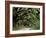 Oak Trees and Spanish Moss, Cumberland, Georgia, USA-Marilyn Parver-Framed Photographic Print