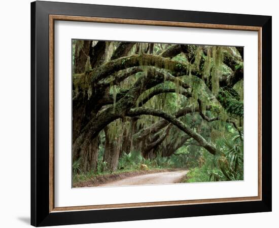Oak Trees and Spanish Moss, Cumberland, Georgia, USA-Marilyn Parver-Framed Photographic Print