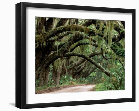 Oak Trees and Spanish Moss, Cumberland, Georgia, USA-Marilyn Parver-Framed Photographic Print