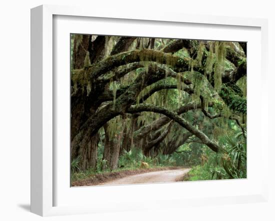 Oak Trees and Spanish Moss, Cumberland, Georgia, USA-Marilyn Parver-Framed Photographic Print