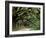 Oak Trees and Spanish Moss, Cumberland, Georgia, USA-Marilyn Parver-Framed Photographic Print