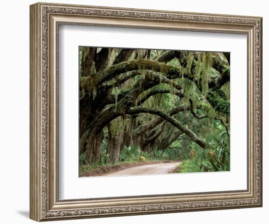 Oak Trees and Spanish Moss, Cumberland, Georgia, USA-Marilyn Parver-Framed Premium Photographic Print