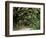 Oak Trees and Spanish Moss, Cumberland, Georgia, USA-Marilyn Parver-Framed Premium Photographic Print