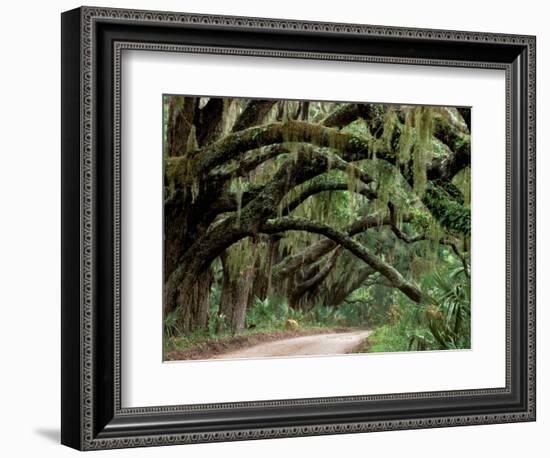 Oak Trees and Spanish Moss, Cumberland, Georgia, USA-Marilyn Parver-Framed Premium Photographic Print