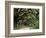 Oak Trees and Spanish Moss, Cumberland, Georgia, USA-Marilyn Parver-Framed Photographic Print