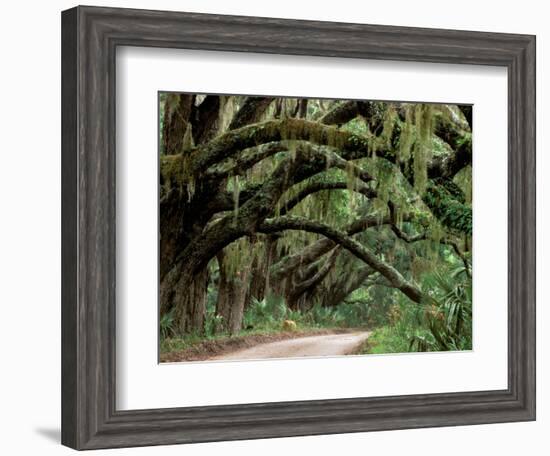 Oak Trees and Spanish Moss, Cumberland, Georgia, USA-Marilyn Parver-Framed Photographic Print