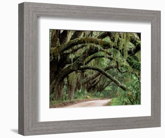 Oak Trees and Spanish Moss, Cumberland, Georgia, USA-Marilyn Parver-Framed Photographic Print