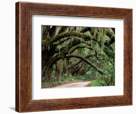 Oak Trees and Spanish Moss, Cumberland, Georgia, USA-Marilyn Parver-Framed Photographic Print