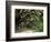 Oak Trees and Spanish Moss, Cumberland, Georgia, USA-Marilyn Parver-Framed Photographic Print