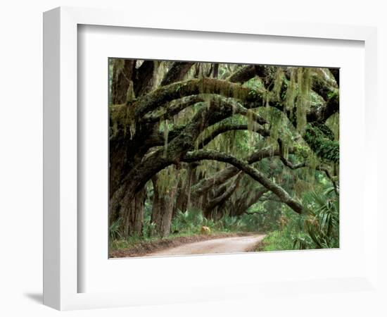 Oak Trees and Spanish Moss, Cumberland, Georgia, USA-Marilyn Parver-Framed Photographic Print