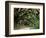 Oak Trees and Spanish Moss, Cumberland, Georgia, USA-Marilyn Parver-Framed Photographic Print