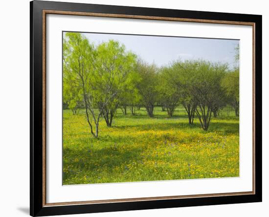 Oak Trees and Wildflowers Bloom Near Cuero, Texas, USA-Darrell Gulin-Framed Photographic Print