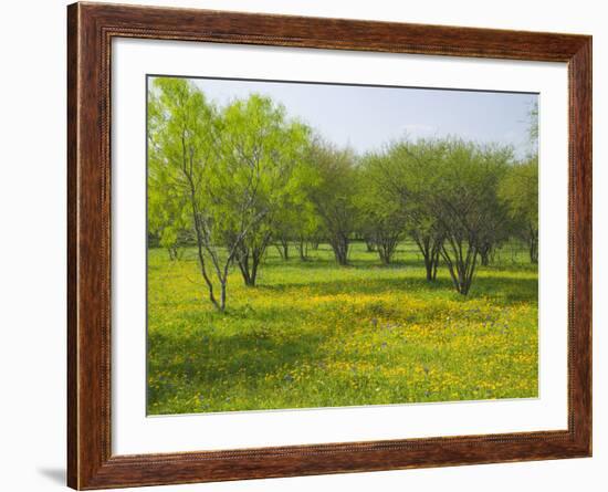 Oak Trees and Wildflowers Bloom Near Cuero, Texas, USA-Darrell Gulin-Framed Photographic Print