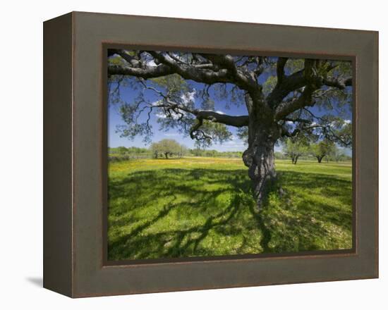 Oak Trees and Wildflowers Bloom Near Cuero, Texas, USA-Darrell Gulin-Framed Premier Image Canvas