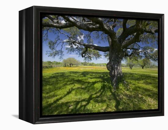 Oak Trees and Wildflowers Bloom Near Cuero, Texas, USA-Darrell Gulin-Framed Premier Image Canvas
