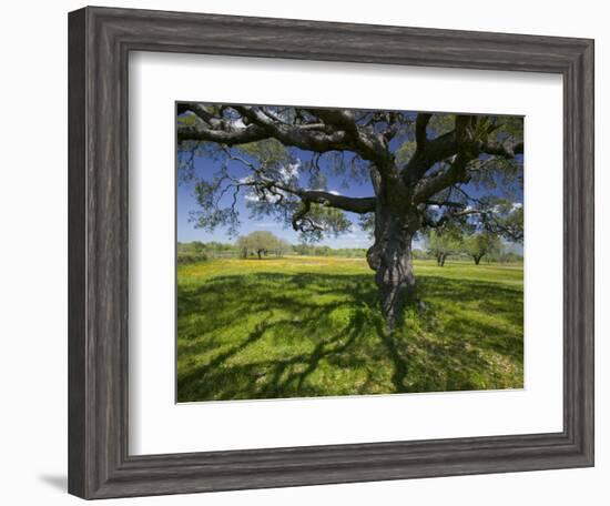 Oak Trees and Wildflowers Bloom Near Cuero, Texas, USA-Darrell Gulin-Framed Photographic Print