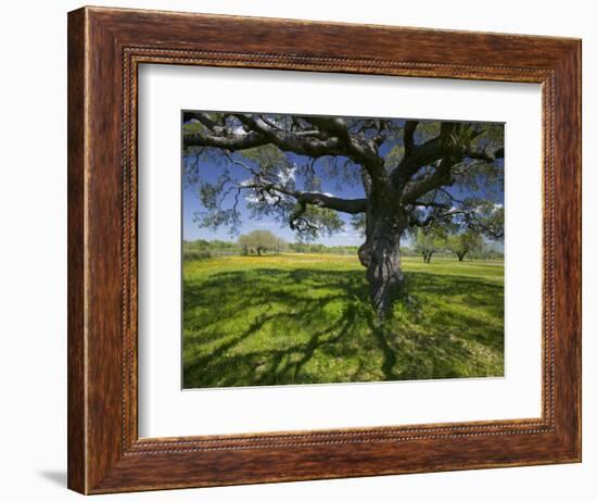 Oak Trees and Wildflowers Bloom Near Cuero, Texas, USA-Darrell Gulin-Framed Photographic Print