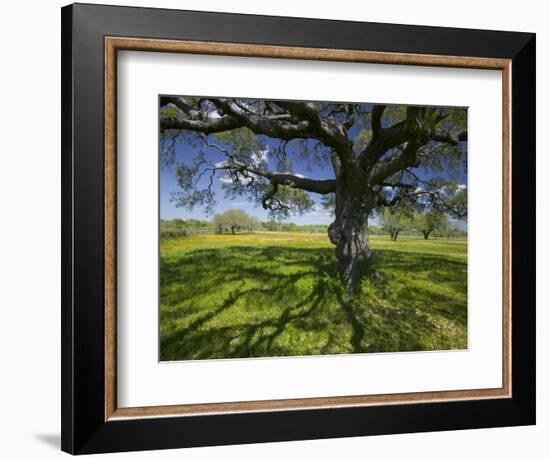 Oak Trees and Wildflowers Bloom Near Cuero, Texas, USA-Darrell Gulin-Framed Photographic Print
