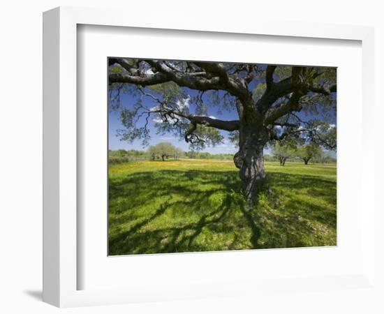 Oak Trees and Wildflowers Bloom Near Cuero, Texas, USA-Darrell Gulin-Framed Photographic Print