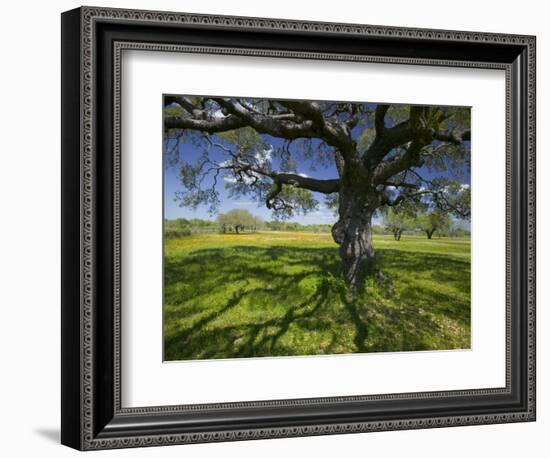 Oak Trees and Wildflowers Bloom Near Cuero, Texas, USA-Darrell Gulin-Framed Photographic Print