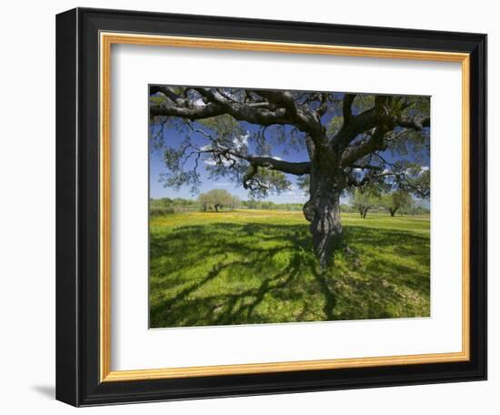 Oak Trees and Wildflowers Bloom Near Cuero, Texas, USA-Darrell Gulin-Framed Photographic Print