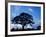 Oak Trees at Sunset on Twin Oaks Farm, Connecticut, USA-Jerry & Marcy Monkman-Framed Photographic Print