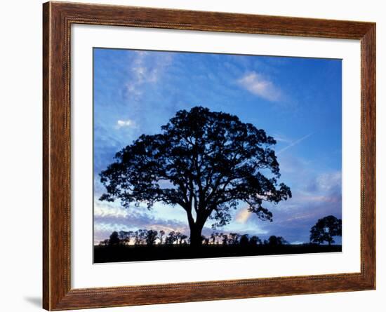 Oak Trees at Sunset on Twin Oaks Farm, Connecticut, USA-Jerry & Marcy Monkman-Framed Photographic Print