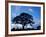 Oak Trees at Sunset on Twin Oaks Farm, Connecticut, USA-Jerry & Marcy Monkman-Framed Photographic Print