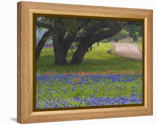 Oak Trees, Blue Bonnets, and Indian Paint Brush, Near Gay Hill, Texas, USA-Darrell Gulin-Framed Premier Image Canvas